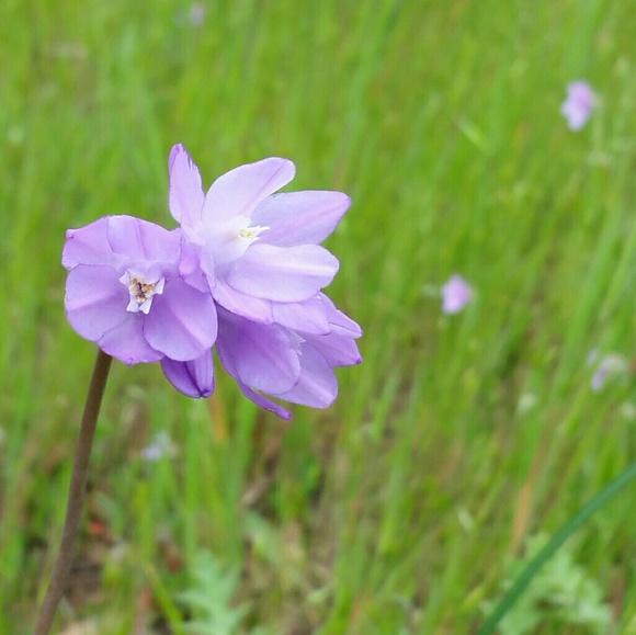 Meet your Posher, Amelie - Picture 1 of 1